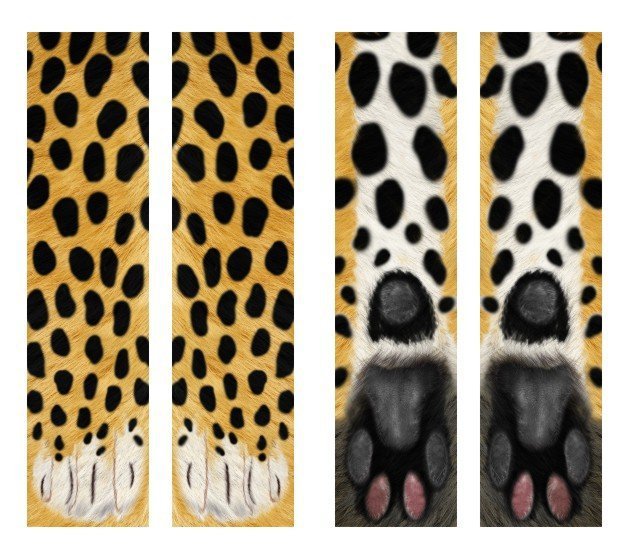Cheetah