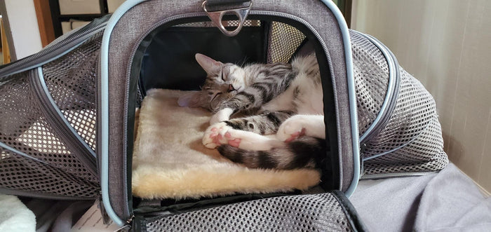 Airline Approved Dog & Cat Carrier – Soft Sided Pet Travel Carrier for Small Pets
