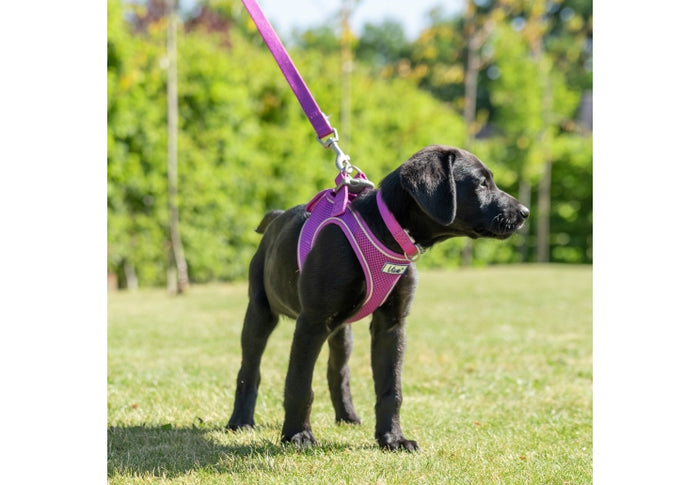 Ancol | Dog Lead | Viva Padded Nylon - Purple
