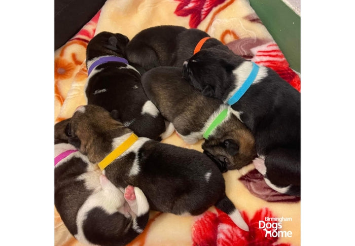 Ancol | Puppy Care | Small Bite Whelping Collar Pack