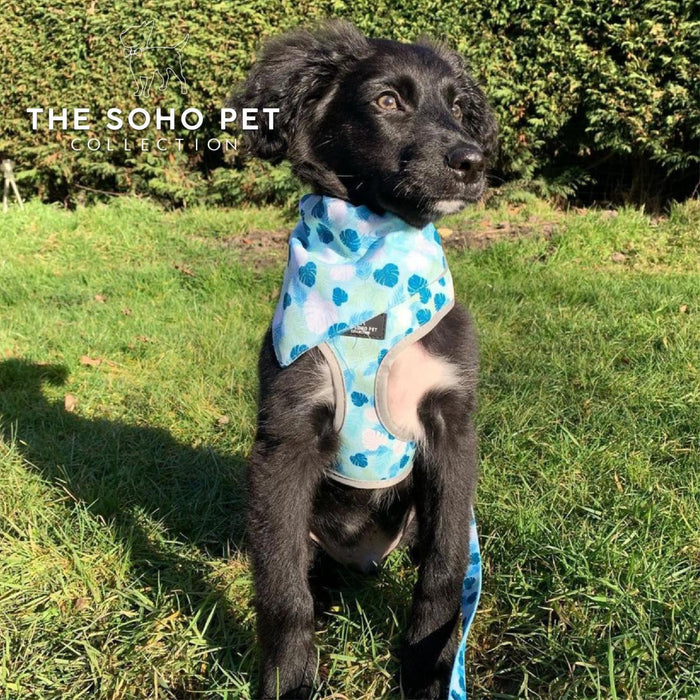 Ancol Soho Reversible Dog Harness | Green Stripe & Teal Leaf