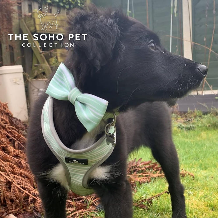 Ancol Soho Reversible Dog Harness | Green Stripe & Teal Leaf