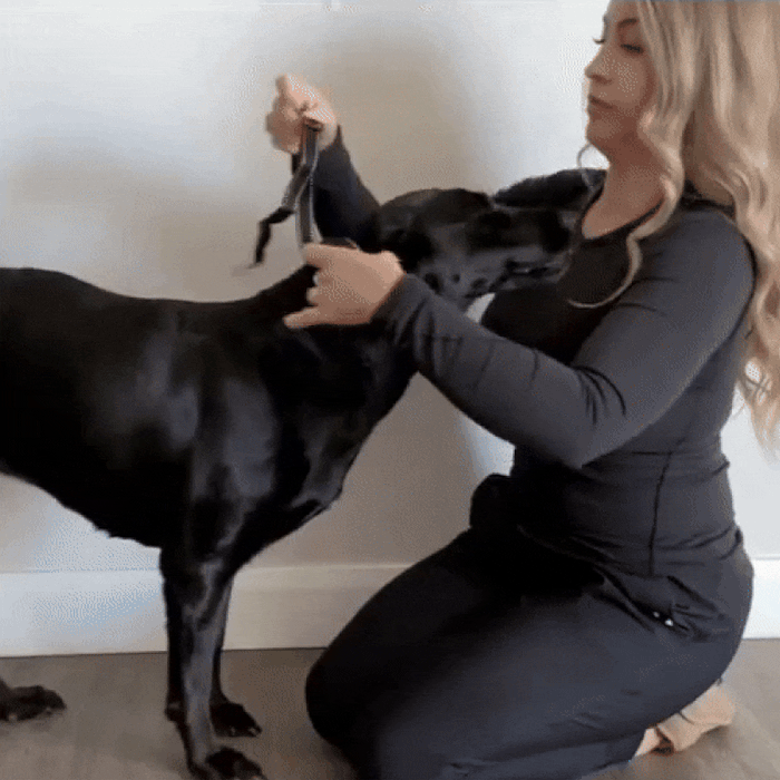 Anti Bark Collar for Dogs | Safe No-Shock Training with Sound & Vibration