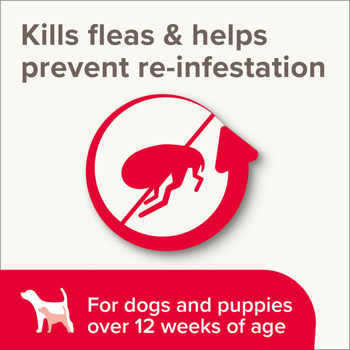 Beaphar Insecticidal Dog Shampoo | Fast-Acting Flea Control