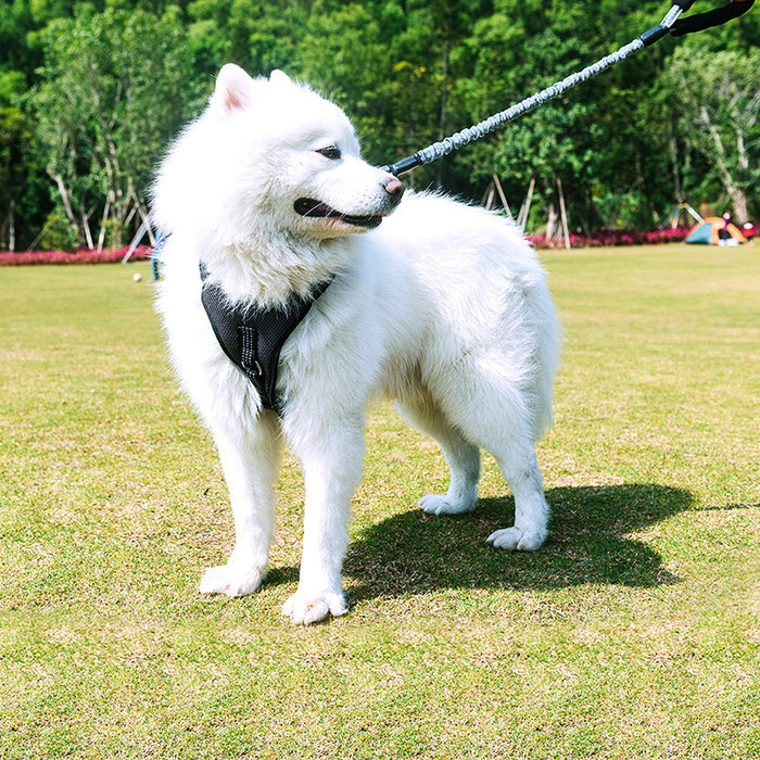 Bianmu Medium Pet Walking Leash