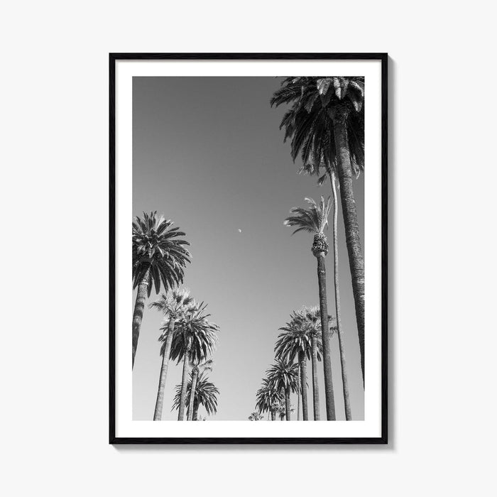 Beverly Hills Black and White Fine Art Photo Print, Los Angeles Palm Trees Poster