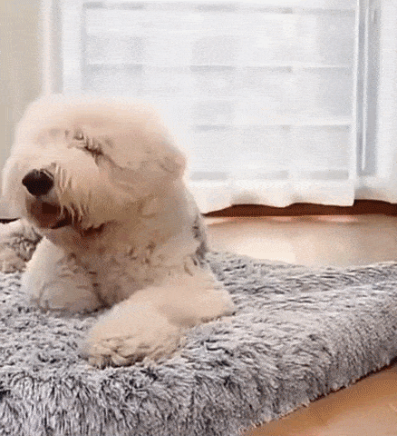 Calming Dog Bed for Large & Small Dogs – Ultra Soft Anti Anxiety Pet Bed