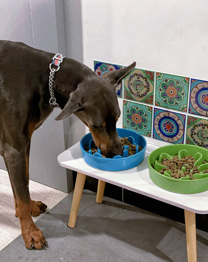 Ceramic Slow Feeder Dog Bowl | Puzzle Bowl for Small & Medium Dogs