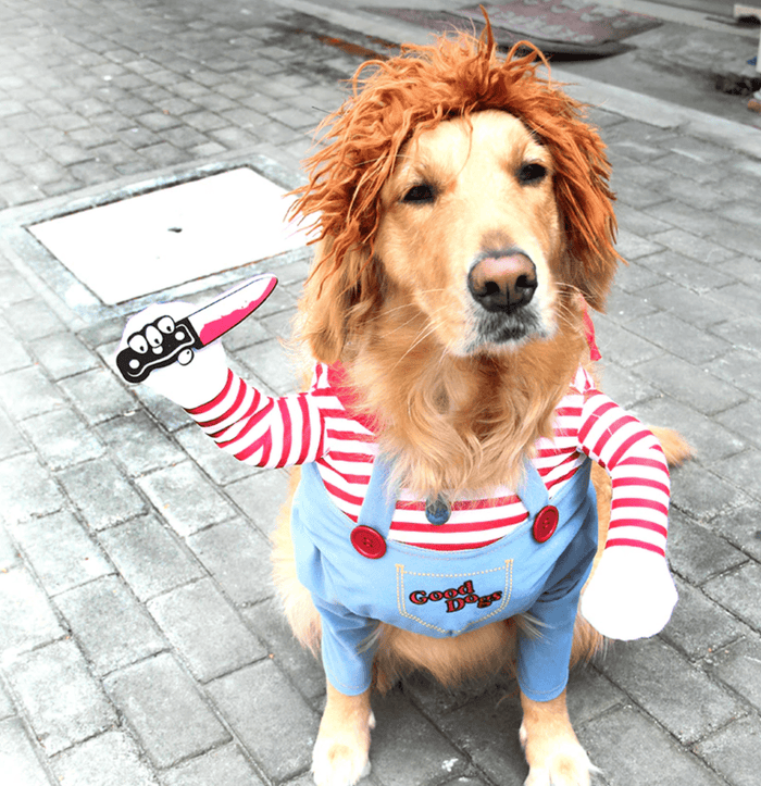 Chucky Dog Costume for Dogs – Funny Halloween Pet Outfit