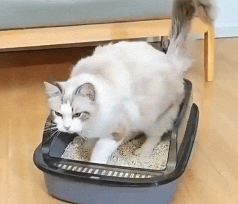 CleanEase Cat Litter Box | Enclosed Design with Pull-Out Tray & Scoop Holder