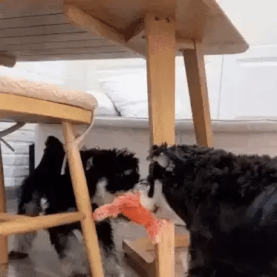 Dancing Lobster Toy | Interactive Pet Toy – Anxiety Relief & Fun Play