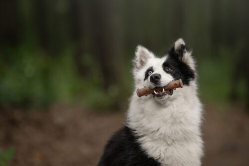 ECOMFY | Dog Safe Chew | Woody Dental Stick