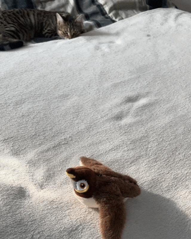 Flapping Bird Toy | Interactive Cat Toy – Catnip Chase Play