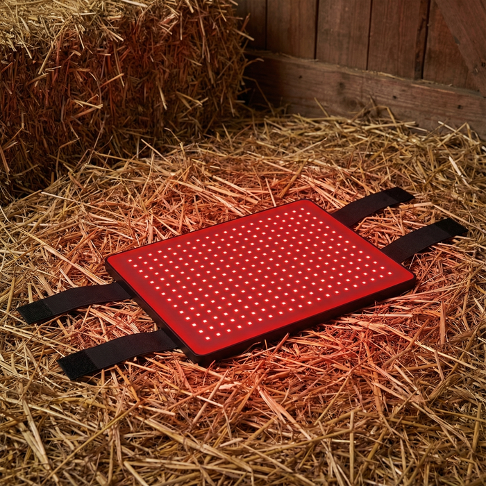 HaloBack | LED Red Light Therapy Back Wrap for Horses