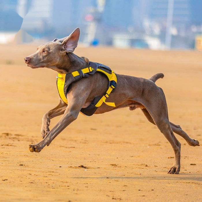 Hand Rope with Vest-Style Pet Chest Strap