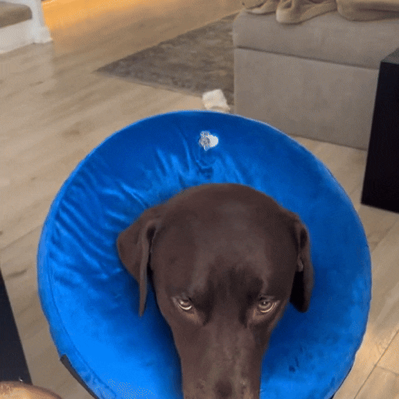 Inflatable Pet Recovery Collar | Soft Protective Dog & Cat Cone Alternative