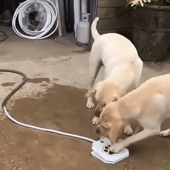 Interactive Dog Water Fountain | Outdoor Pedal-Activated Cooling Fountain
