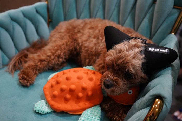 Interactive Turtle Snuffle Dog Toy | Squeaky Puzzle Toy with Hide-and-Seek Treat Pockets