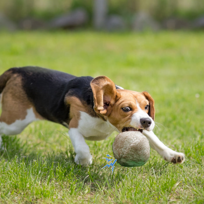 Interactive Wobble Giggle Dog Ball for Active Play & Mental Stimulation