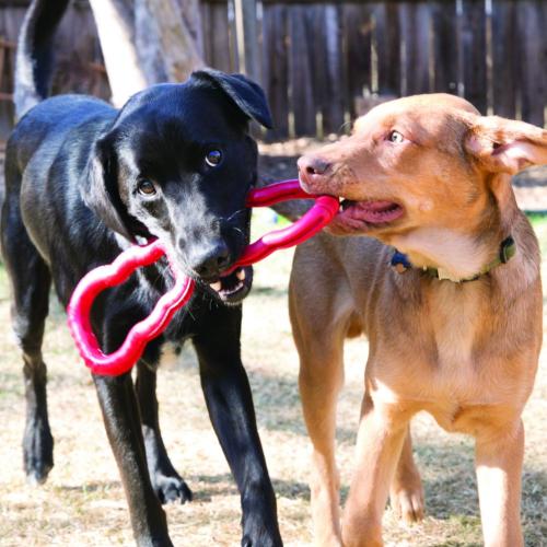 KONG Tug Toy | Red Rubber Tugger for Dog Sports & Play