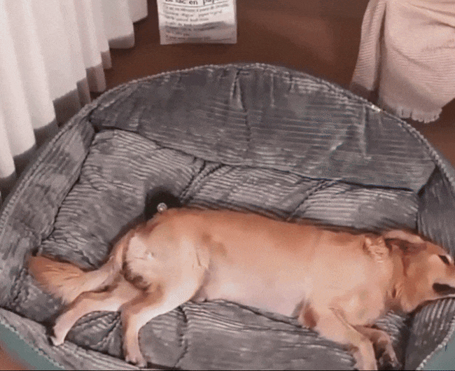 Large Washable Dog Bed with Removable Cover | Non-Slip & Odor-Resistant Design