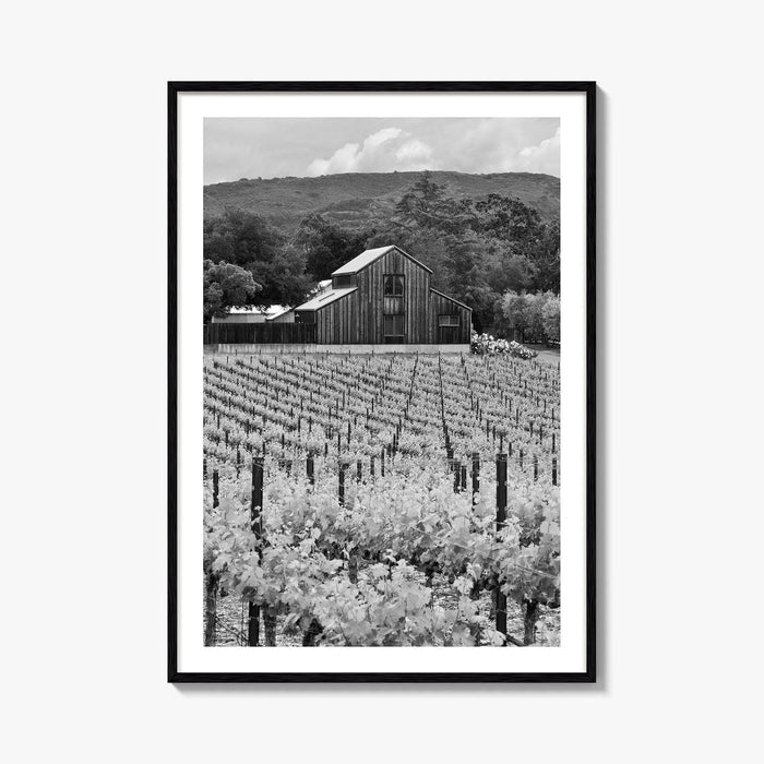 Napa Valley Black and White Fine Art Photo Print, Vineyards California Poster