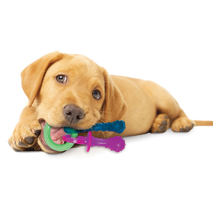 Puppy playing with a colorful toy on a white background