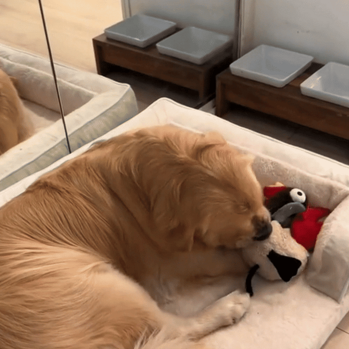 Orthopedic Dog Bed | Firm Foam Support Bed for Senior Dogs with Washable Cover