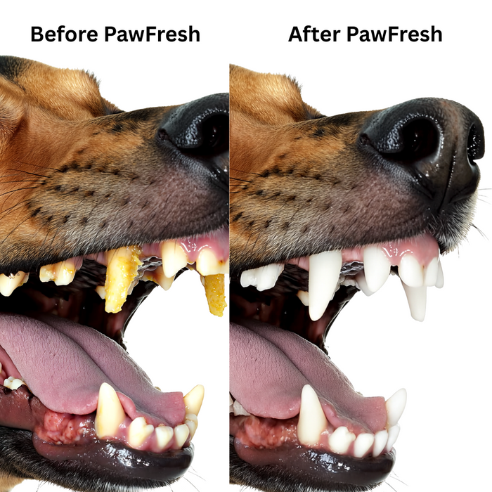 Paw Fresh Water Additive | Dental Care Solution – Gum & Teeth Protection