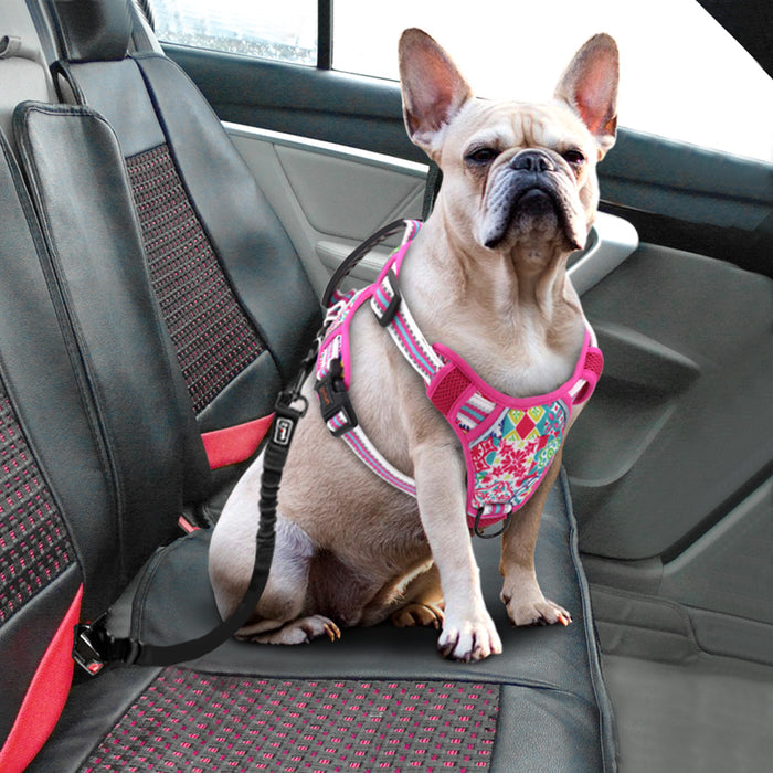 Pet Leash and Chest Harness for Small to Large Pets