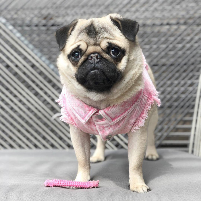Pet Washed Denim Jacket Clothes