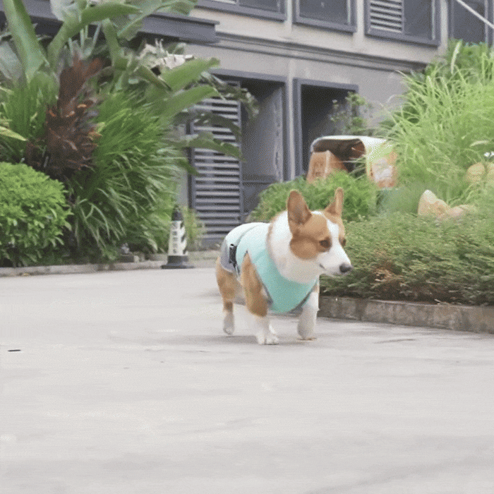 Quick-Dry Cooling Dog Vest | Reflective, Lightweight & Safe for Outdoor Use