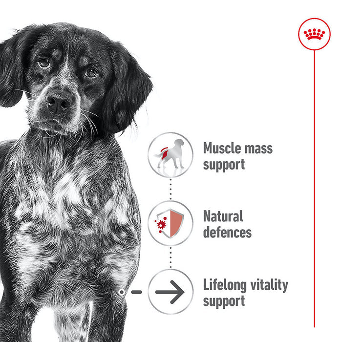 Royal Canin Medium Ageing 10+ Size Health Nutrition Dry Dog Food