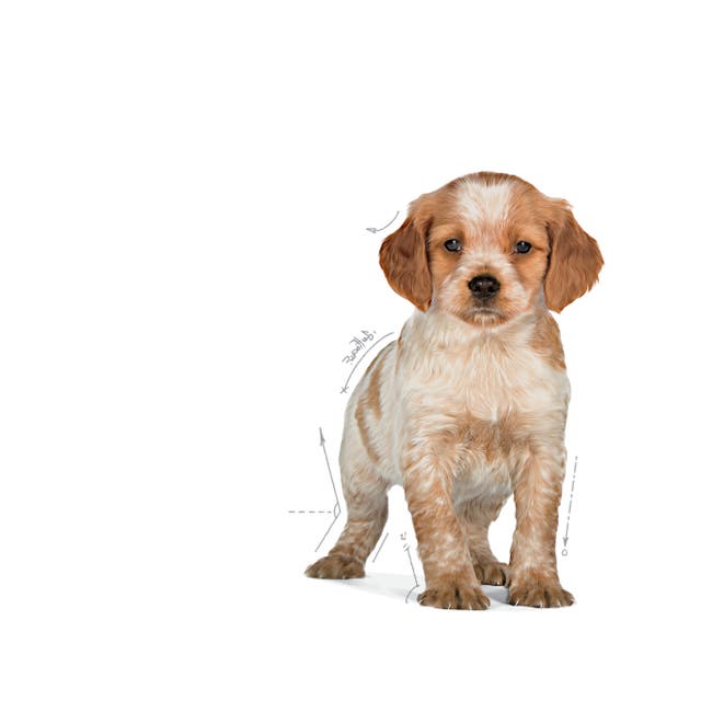 Royal Canin Medium Puppy Size Health Nutrition Dry Dog Food