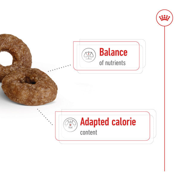 Royal Canin Mini Ageing 12+ Size Health Nutrition Dry Food for Small Dogs