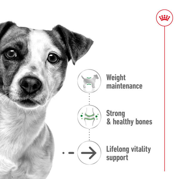 Royal Canin Mini Ageing 12+ Size Health Nutrition Dry Food for Small Dogs