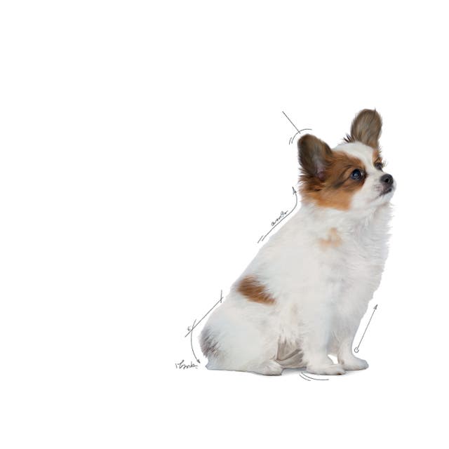 Royal Canin X-Small Puppy - Size Health Nutrition Dry Food for Tiny Dogs
