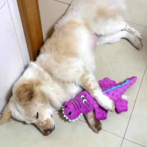 Squeaky crocodile plush for aggressive chewers