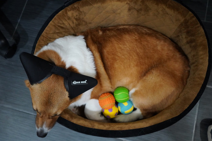Squeaky Fetch Balls | Interactive Dog Toys – Durable Latex Play Set