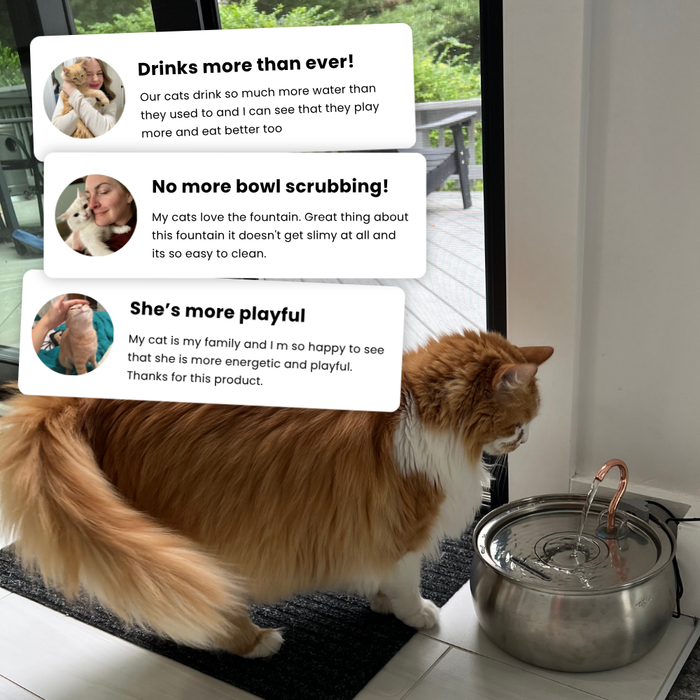 The KittySpout™ - Health & Happiness Cat Kit