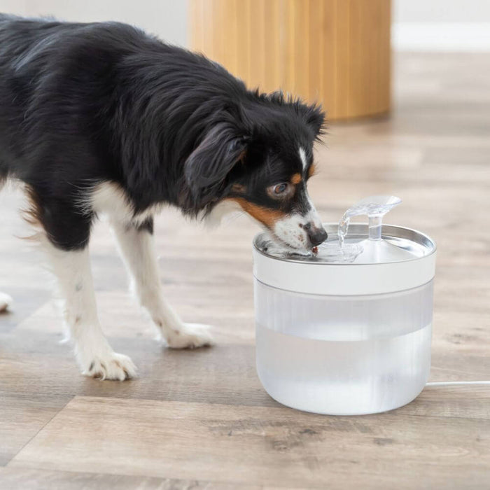 A black, white, and tan dog drinking water from a clear automatic pet fountain with a white rim, placed on a light wood floor. A stainless steel pet water fountain bowl with a clear plastic water flow sensor on top, shown on a solid white background. Perfect for cats and dogs. Has USB and plug charger. Stainless steel bowl and clear container.