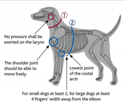 Trixie | Dog Harness | Premium Touring - Ocean Blue Teal