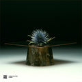 Various-Connor Wall - Slither - Curation Two: D.Dan
