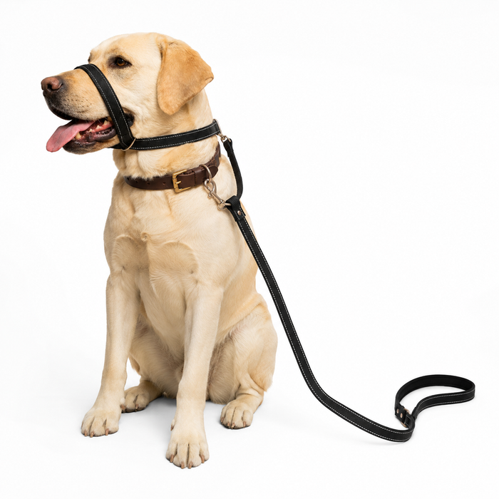WalkEasy | No-Pull Dog Leash - Reflective Padded Lead for Comfortable Walks