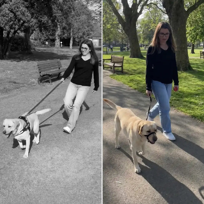 WalkEasy | No-Pull Dog Leash - Reflective Padded Lead for Comfortable Walks