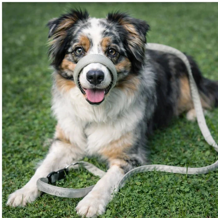 WalkEasy | No-Pull Dog Leash - Reflective Padded Lead for Comfortable Walks