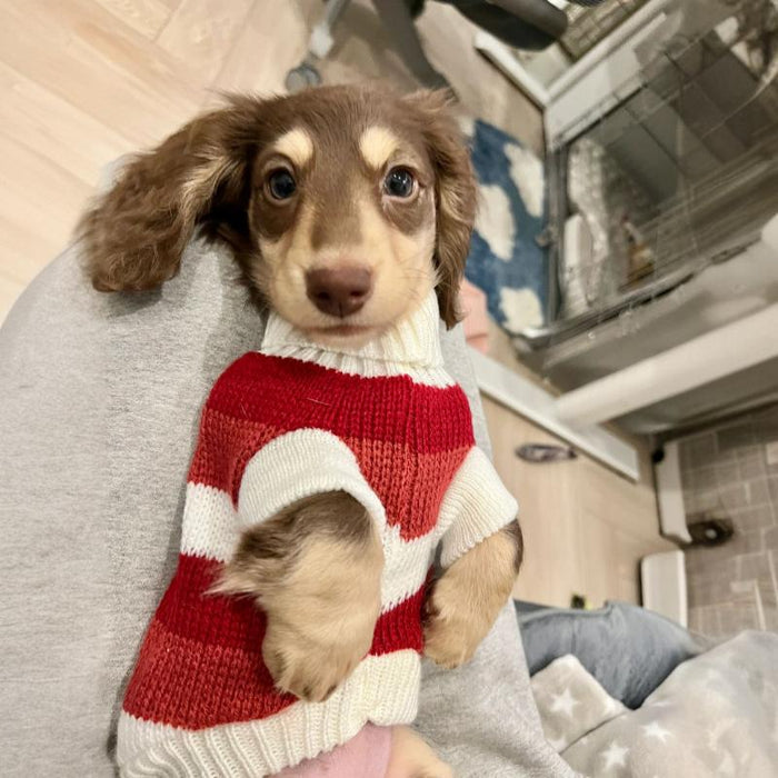 Warm Thickened Sweater for Small Pets
